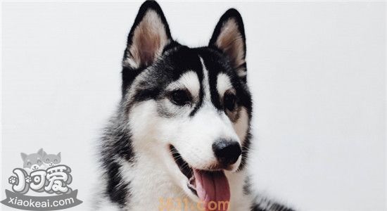 适合家庭饲养的大型犬有什么 这六种狗狗一定不会让你失望(图1)
