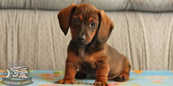 除了柯基以外还有哪些短腿狗狗 十种短腿狗狗(图1)
