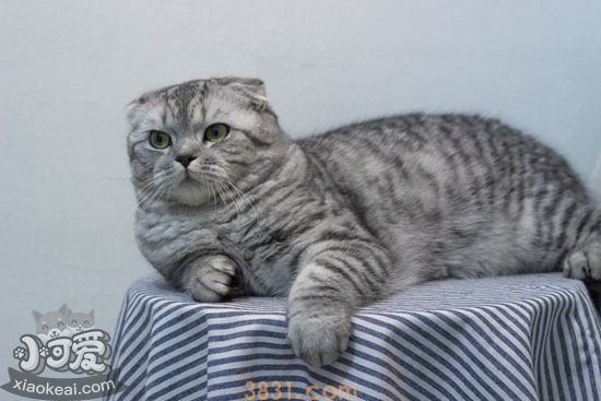 苏格兰折耳猫难产会有哪些征兆 折耳猫难产征兆介绍(图1)