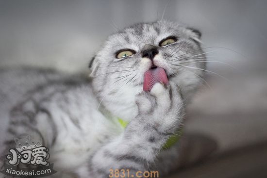 苏格兰折耳猫产后缺钙怎么办 折耳猫产后缺钙解决办法(图1)