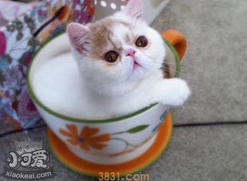 茶杯猫要绝育吗 茶杯猫绝育注意事项(图1)