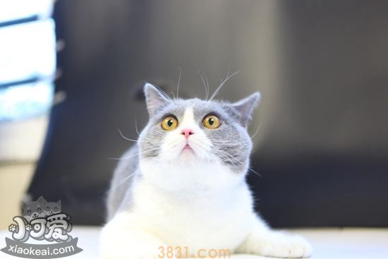 英国短毛猫要绝育吗 绝育有什么好处吗(图1)