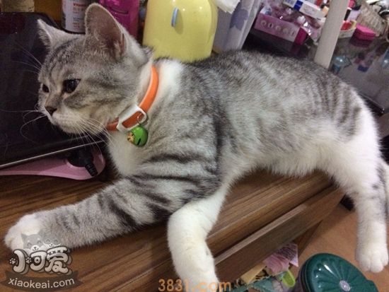 英国短毛猫怀孕要注意什么 英国短毛猫孕期注意事项(图1)