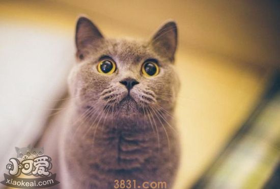 如何帮助英国短毛猫接生 英国短毛猫接生注意事项(图1)