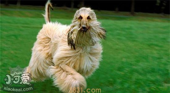 四种适合家庭饲养的大型犬  忠诚可靠不掉毛(图2)