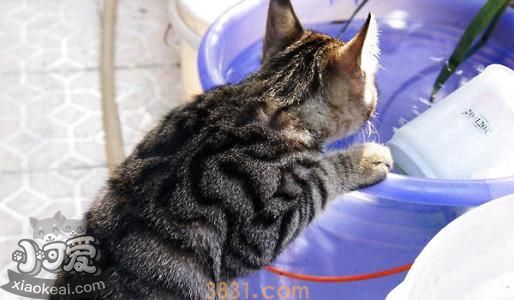 中国狸花猫产后出血怎么办 中国狸花猫产后出血解决办法(图1)
