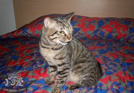 中国狸花猫怀孕期间吃什么 中国狸花猫怀孕伙食(图1)