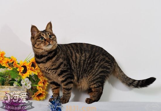 中国狸花猫奶猫多大断奶 奶猫断奶时间(图1)