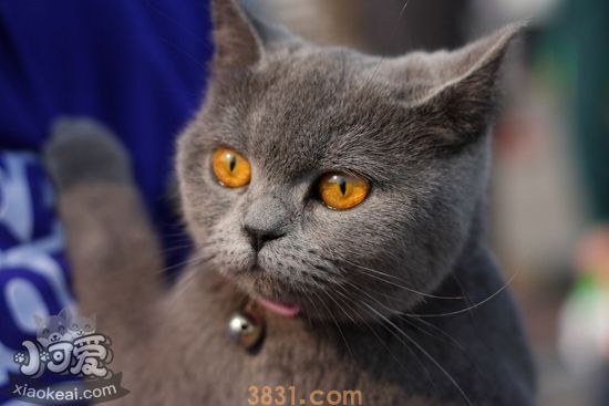 英国短毛猫怀孕是否可以吃海鱼(图1)