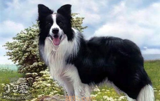 边境牧羊犬智商排名第一 最聪明的狗边牧智商提现在哪儿(图2)