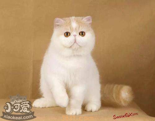 加菲猫怎么催乳 加菲猫催乳方法(图1)