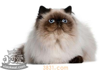 喜马拉雅猫怀孕了吃什么 喜马拉雅猫怀孕食谱(图1)