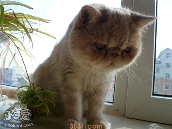 加菲猫分娩前有什么征兆 加菲猫分娩征兆解析(图1)