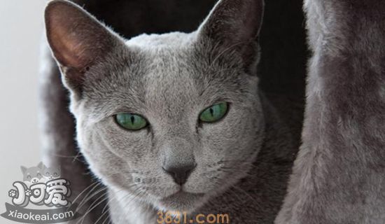 俄罗斯蓝猫怀孕怎么照顾 俄罗斯蓝猫孕期护理指南(图1)
