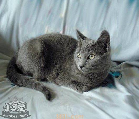 俄罗斯蓝猫交配要注意什么 俄罗斯蓝猫交配小知识(图1)