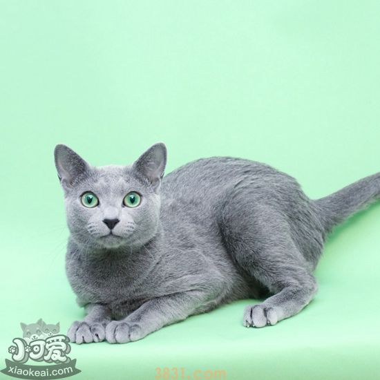 俄罗斯蓝猫繁殖要注意哪些问题 俄罗斯蓝猫注意事项(图1)