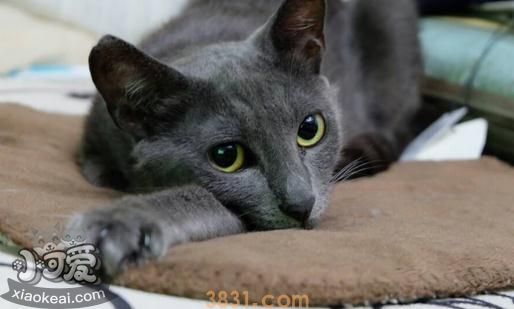俄罗斯蓝猫没奶怎么办 俄罗斯蓝猫催乳方法(图1)