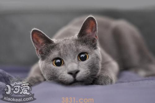 俄罗斯蓝猫一窝能生几只小猫(图1)