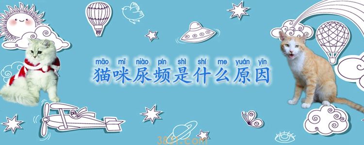 猫咪尿频是什么原因(图1)