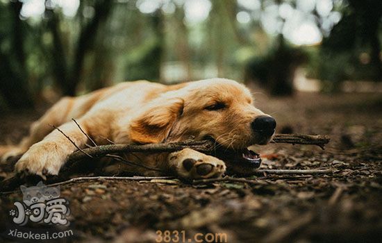 狗快死的征兆 狗狗死前的表现(图2)