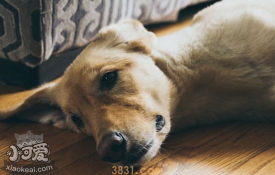 狗快死的征兆 狗狗死前的表现(图1)