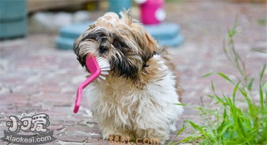 这几种小型犬 不仅可爱还适合看家(图1)