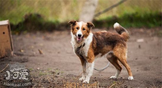 这几种小型犬 不仅可爱还适合看家(图2)