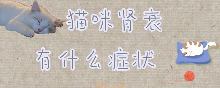 猫咪肾衰有什么症状(图1)