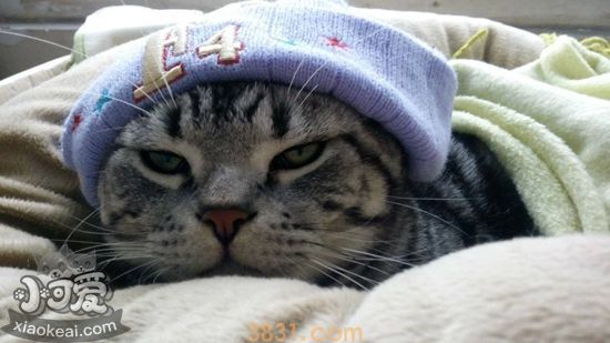 怎么给美国短毛猫接生 美国短毛猫生产接生知识(图1)
