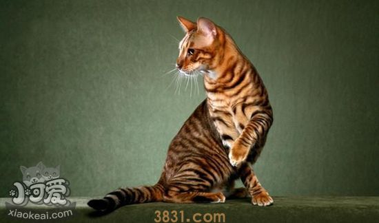 玩具虎猫难产有什么征兆 玩具虎猫难产征兆介绍(图1)