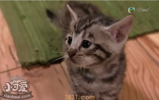 玩具虎猫繁殖障碍怎么回事 繁殖障碍详细介绍(图1)