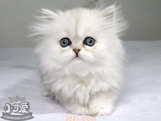 金吉拉猫难产怎么办 金吉拉猫难产解决办法(图1)