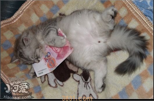 金吉拉猫什么时候绝育最好(图1)