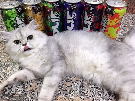金吉拉猫产后要注意什么 金吉拉猫产后护理手册(图1)