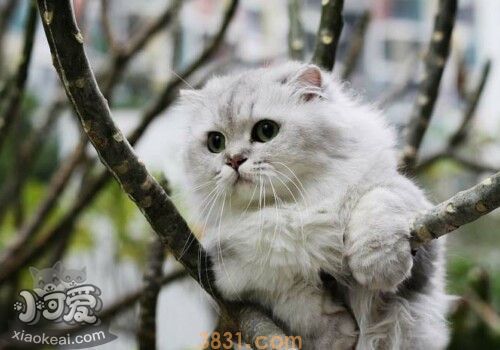 金吉拉猫幼猫用什么奶粉喂养(图1)