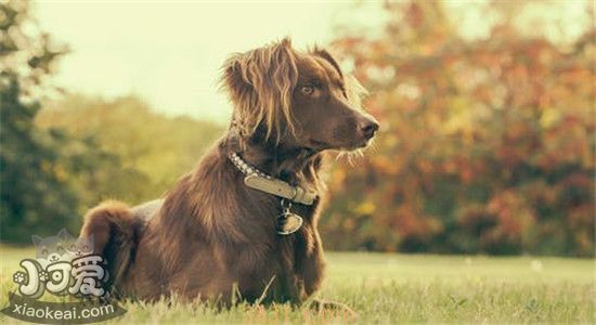 大型犬和小型犬的区别有哪些 你更喜欢哪一种呢(图2)