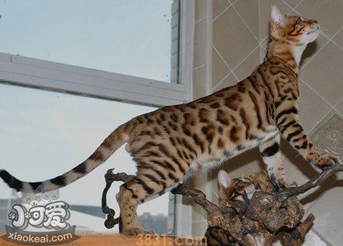 豹猫多大断奶合适 豹猫幼猫断奶时间介绍(图1)