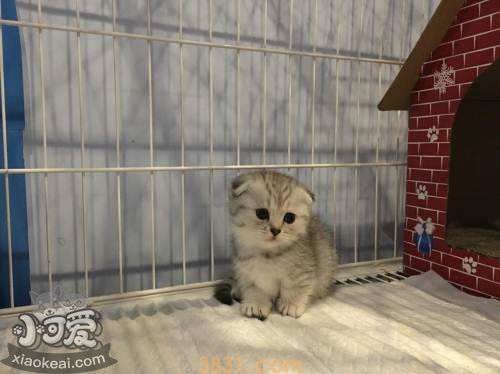 怎么确定曼基康猫是否怀孕 曼基康猫怀孕确认方法(图1)