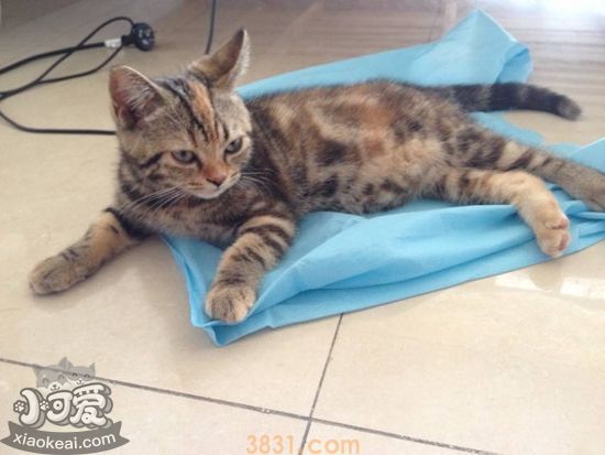 美国短毛猫怀孕要注意什么 美国短毛猫怀孕注意事项(图1)