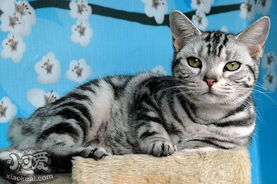 美国短毛猫幼猫什么时候断奶 幼猫断奶时间介绍(图1)