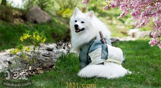 狗狗讨厌主人的表现有哪些 你有被你家的狗狗讨厌吗(图2)