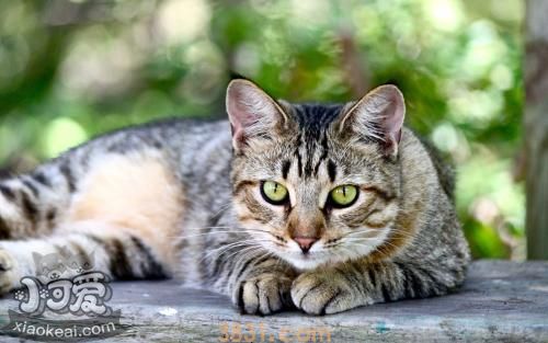 美国短毛猫为什么产后会呕吐(图1)