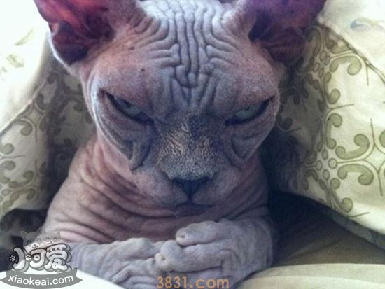 加拿大无毛猫怎么预防流产 加拿大无毛猫流产预防方法(图1)