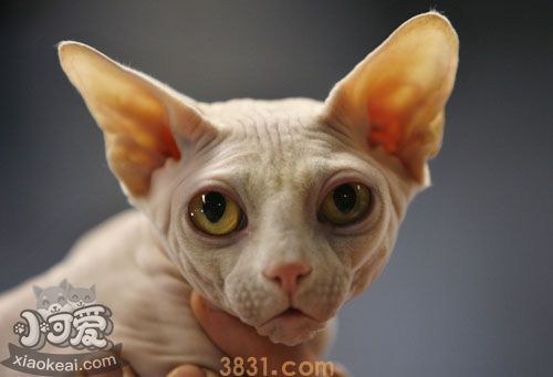 加拿大无毛猫怀孕怎么照顾 加拿大无毛猫孕期照顾方法(图1)
