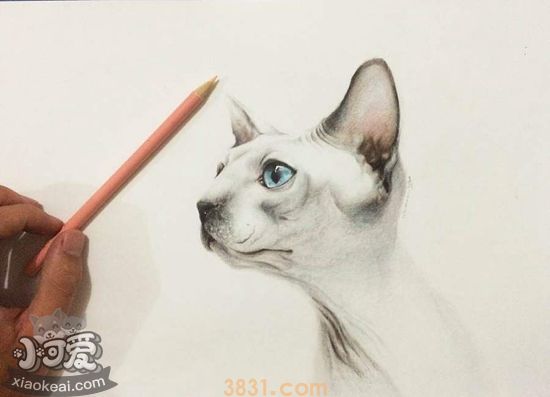 加拿大无毛猫难产怎么办 加拿大无毛猫难产解决办法(图1)