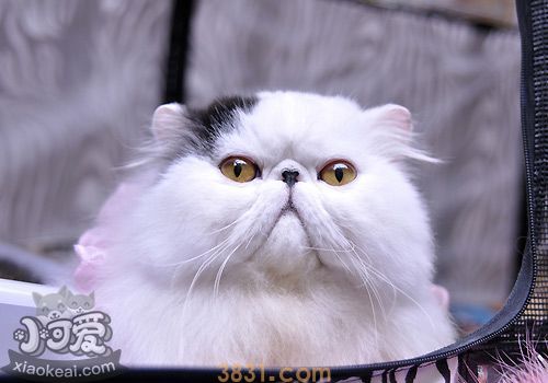 波斯猫孕期时间怎么计算 波斯猫孕期计算方法(图1)