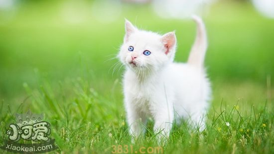 波斯猫产后不吃饭怎么办 波斯猫产后不吃饭解决办法(图1)