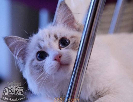 布偶猫怀孕要注意什么 布偶猫怀孕注意事项(图1)