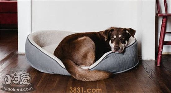 体味小的狗有哪些 这几种狗狗适合爱干净的人养(图1)