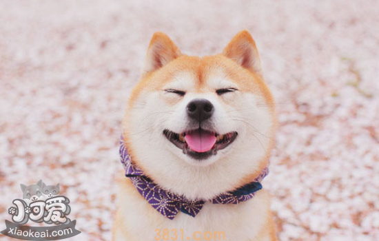 柴犬认主人的表现 柴犬承认你是主人时表现这些了吗(图1)
